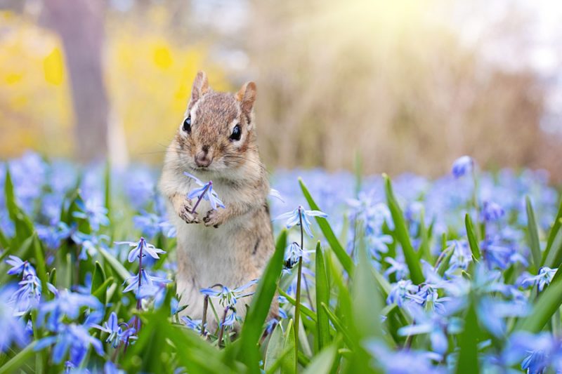 秋の動物といえば リス リスのかわいい置き物や飾りをご紹介 販促マップ