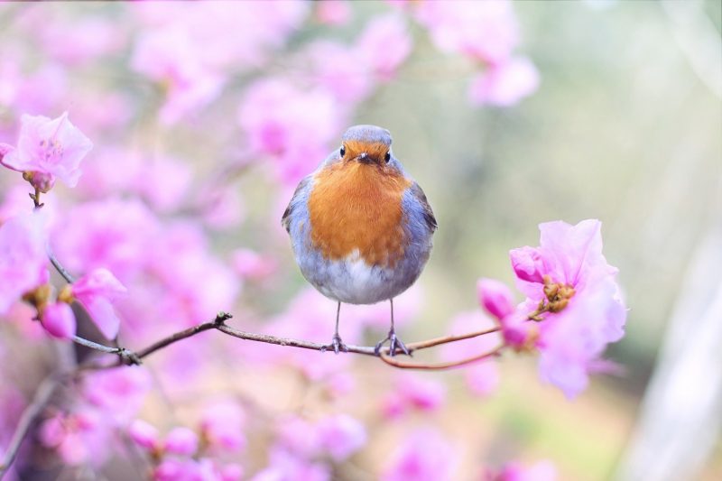 春のイメージと鳥
