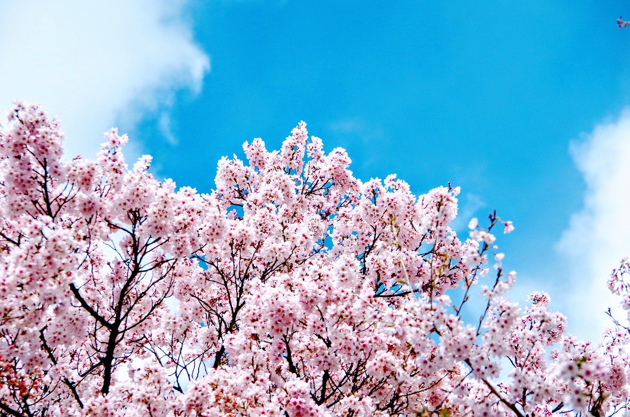 桜 開花 時期