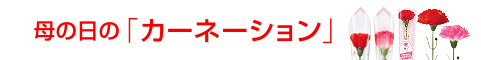 母の日のカーネーション